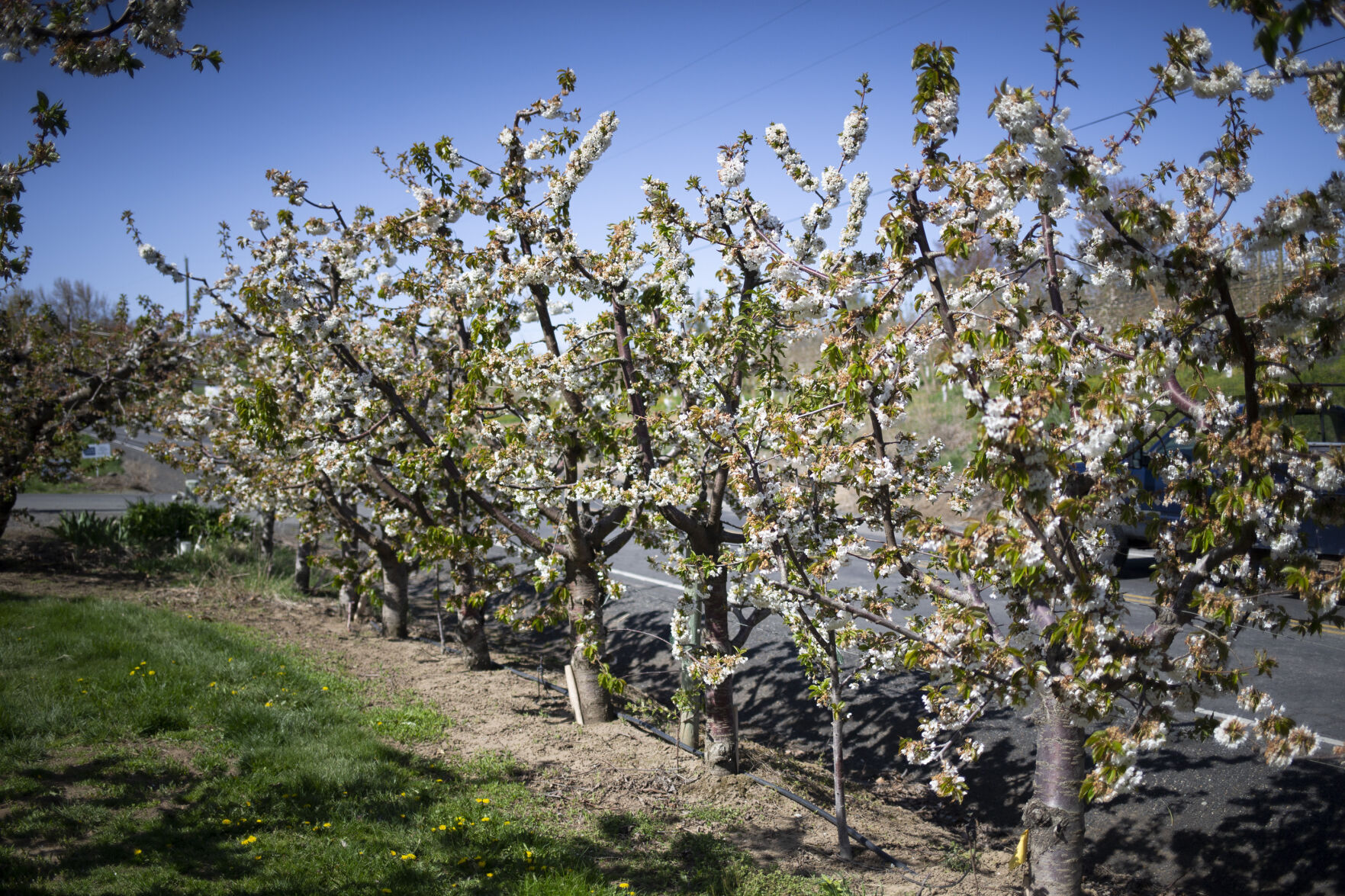 Cherry trees